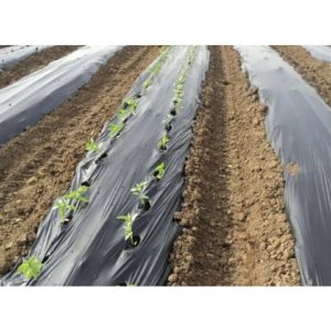 folija-crna-140cm-brez-lukenj